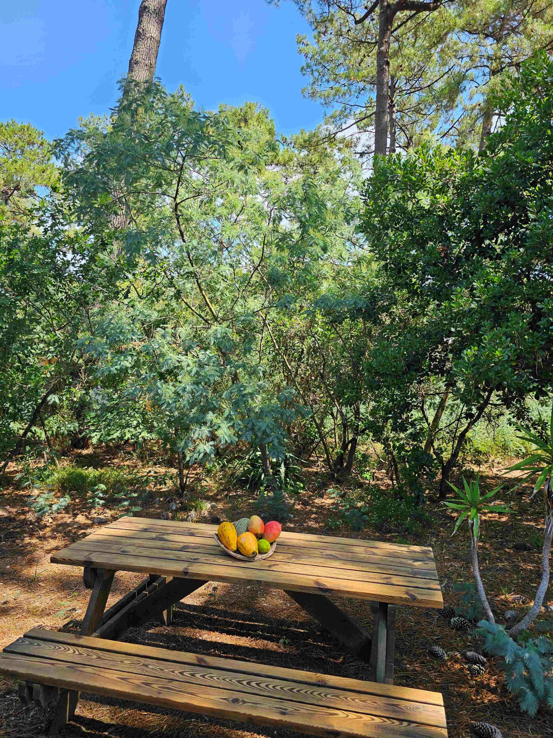 Chalet jardin - petit
